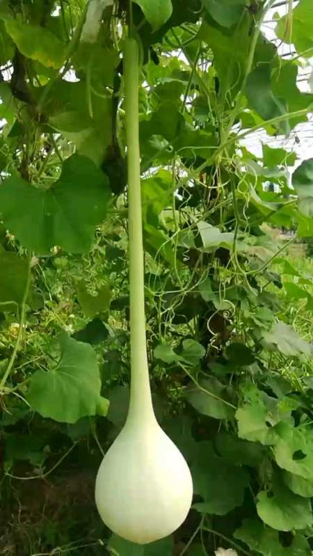 葫芦长势良好大家可以预订了油锤葫芦醉八仙酒葫芦