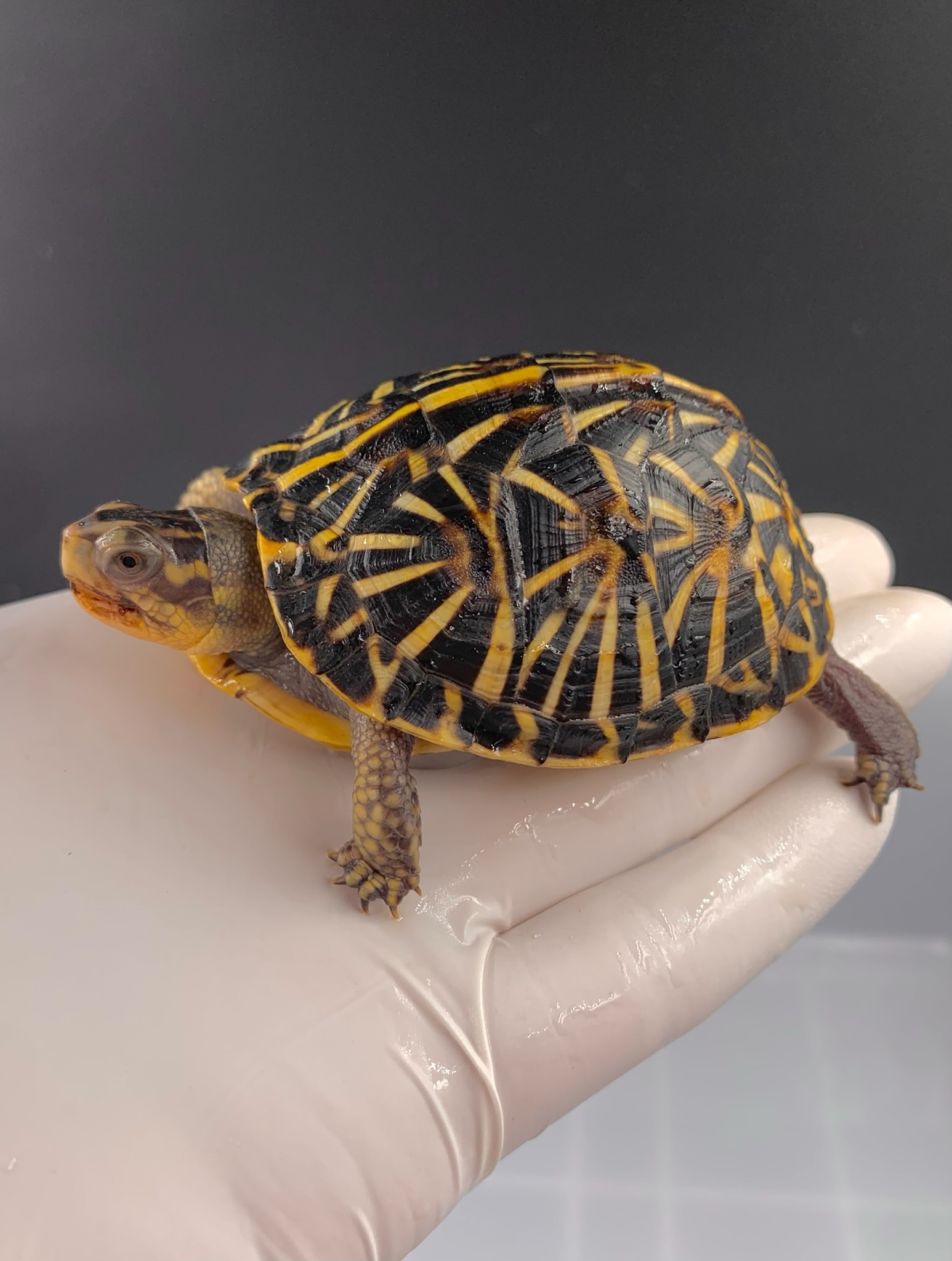 东部箱龟极 品佛箱母2020年龟,超高收藏价值!