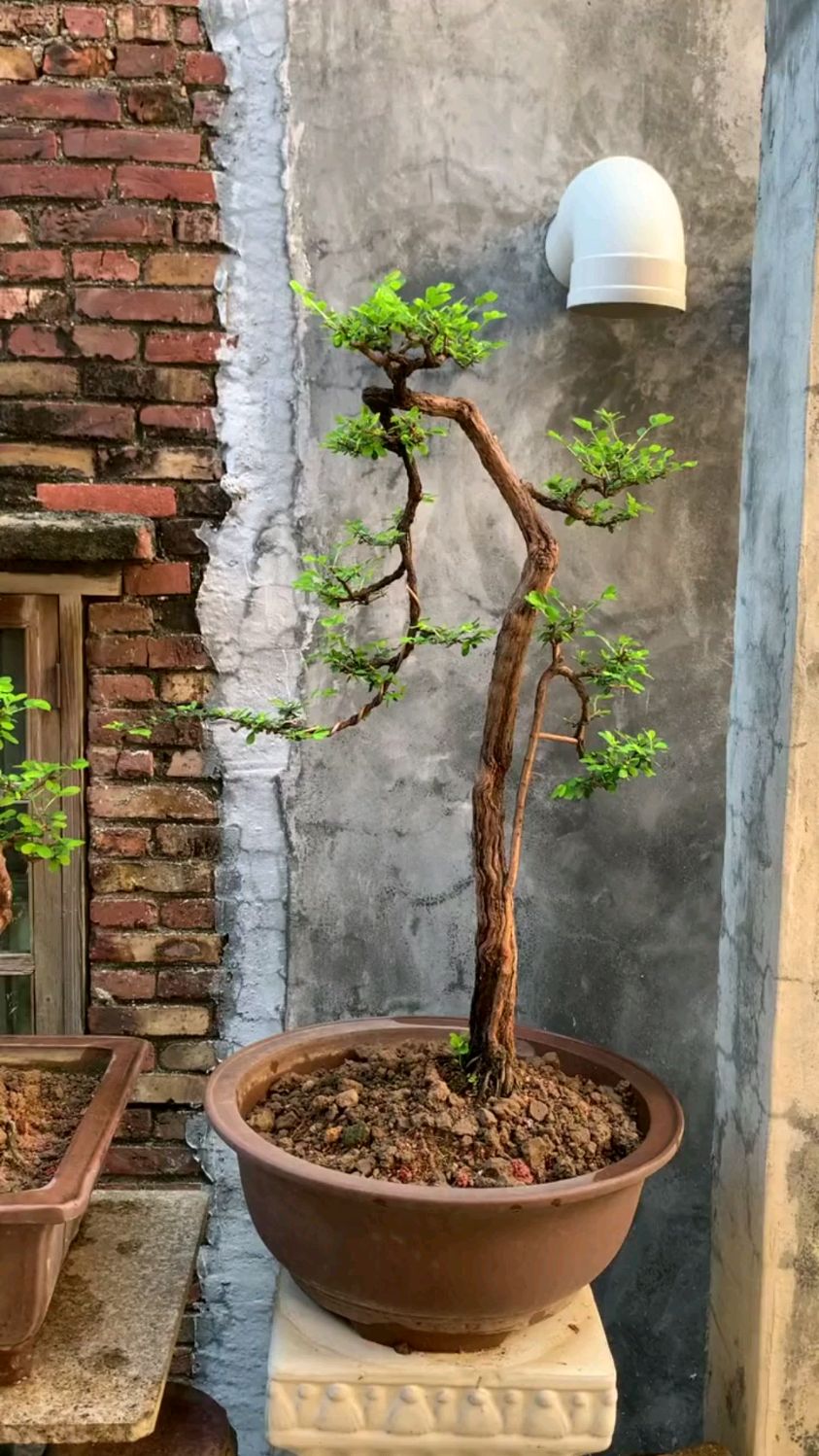 文人山格木盆景