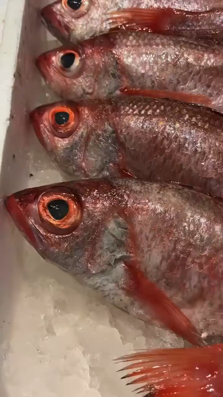 红果鲤,可做日料刺生