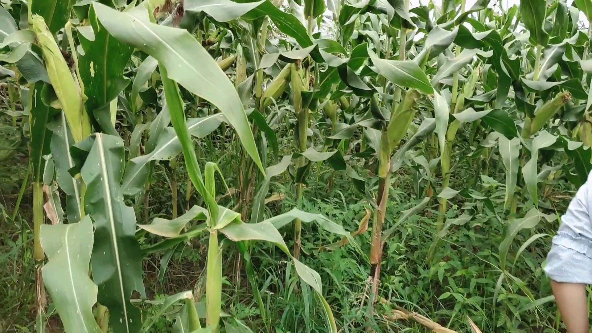 玉米熟了农村宝妈 拿来做点面疙瘩吃 好吃不涨肉哦