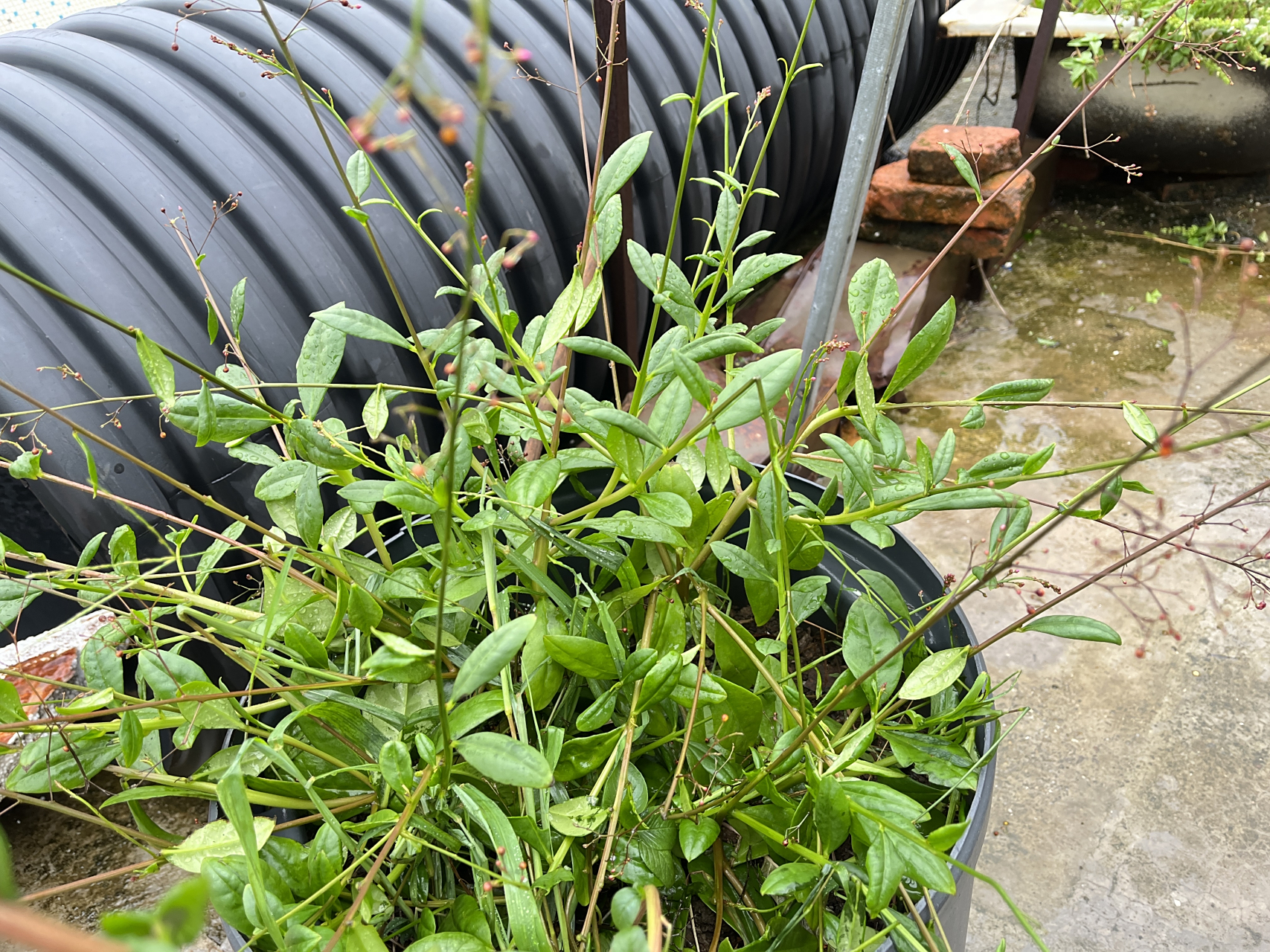 在广东,有吃不完的野生紫苏,假人参,九层塔,根本吃不完[滑稽]