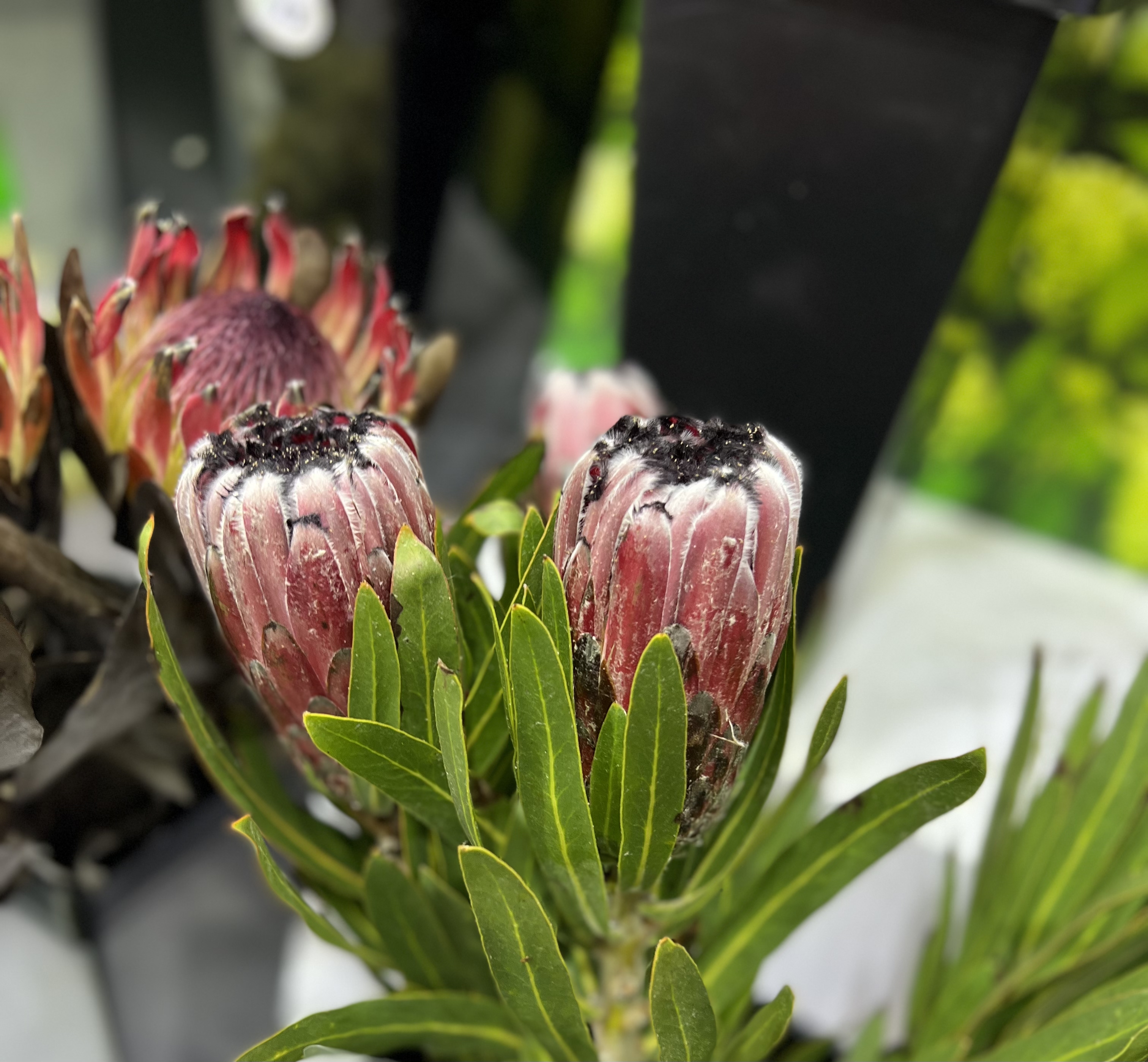 你们见过南非那美丽的公主花吗?