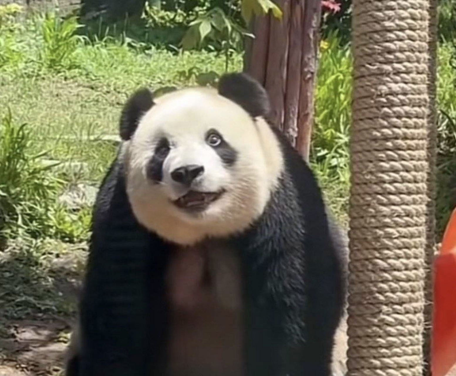 笑得好开心呀,是一只开心的大美熊94 近日,辽宁大连,大熊猫飞云户外