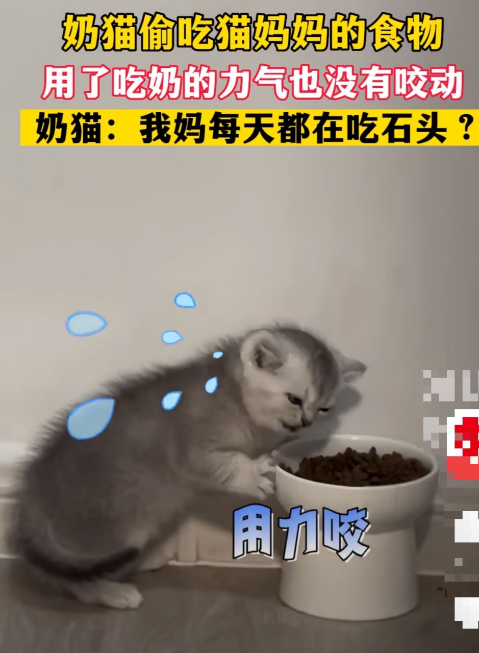 咬的那么费劲,看着就牙疼[笑哭]#猫咪# #搞笑萌宠
