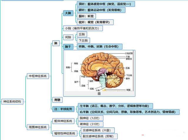 神经系统分类框架图图片