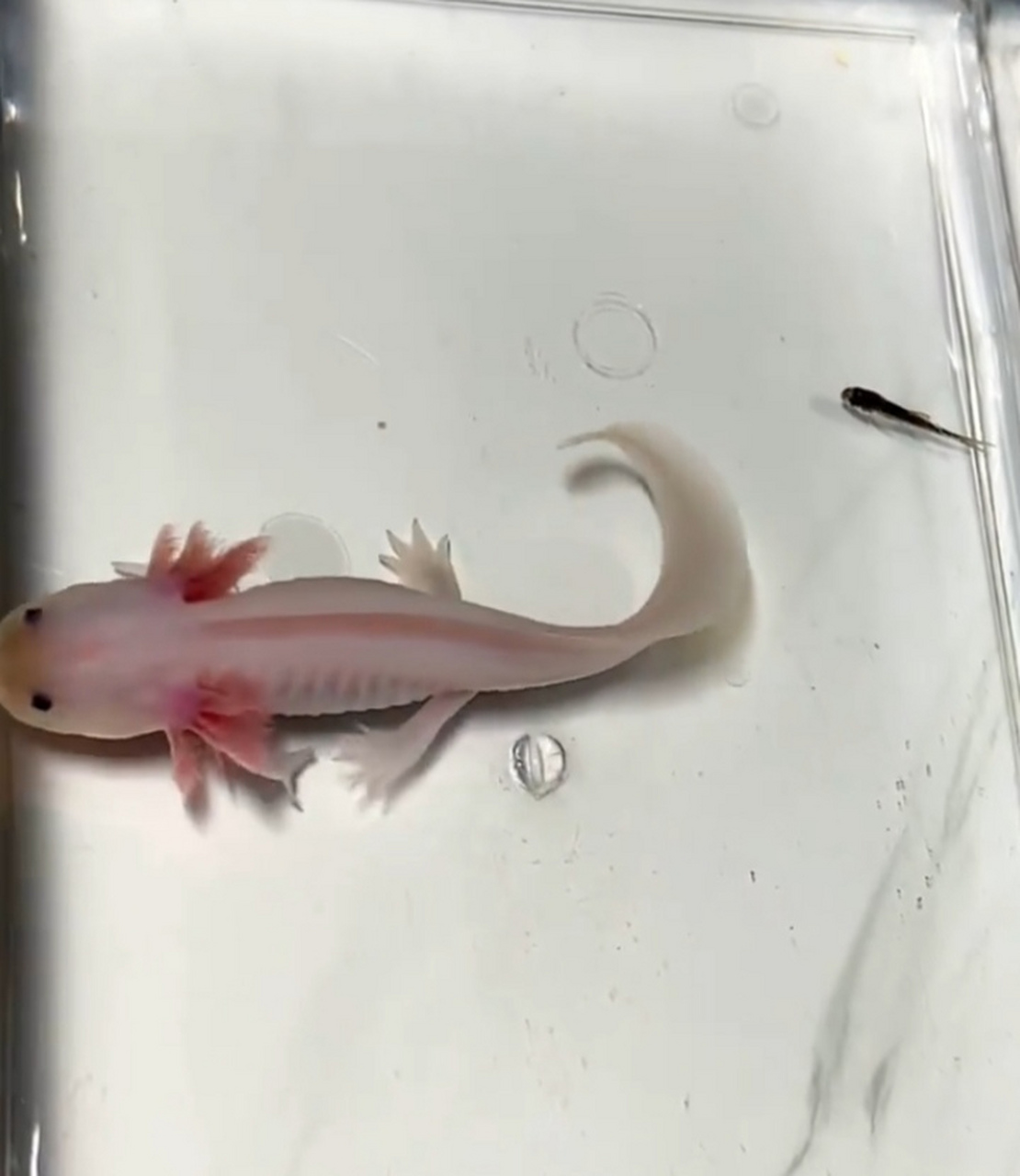 网友:在同事家看到的,这玩意是娃娃鱼的幼崽吗,能不能吃呢?