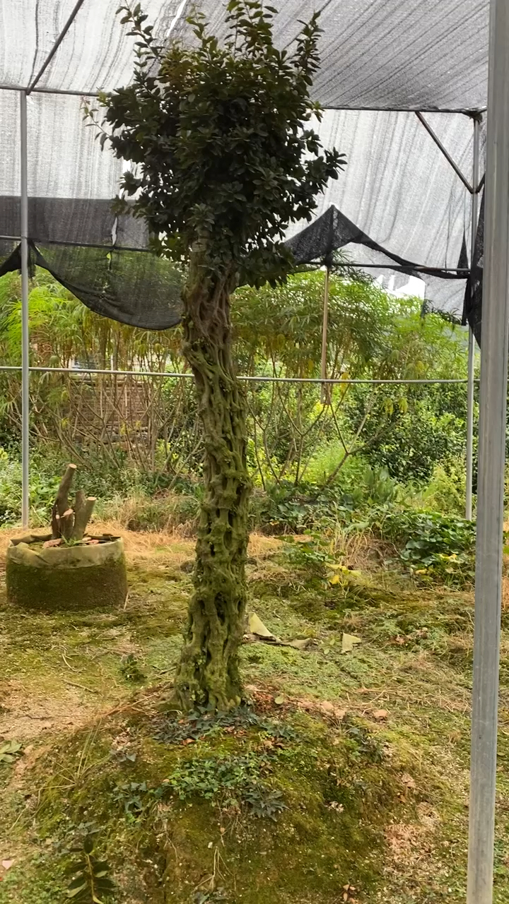 古桩单杆杜鹃花,老气的树干,非常漂亮-度小视