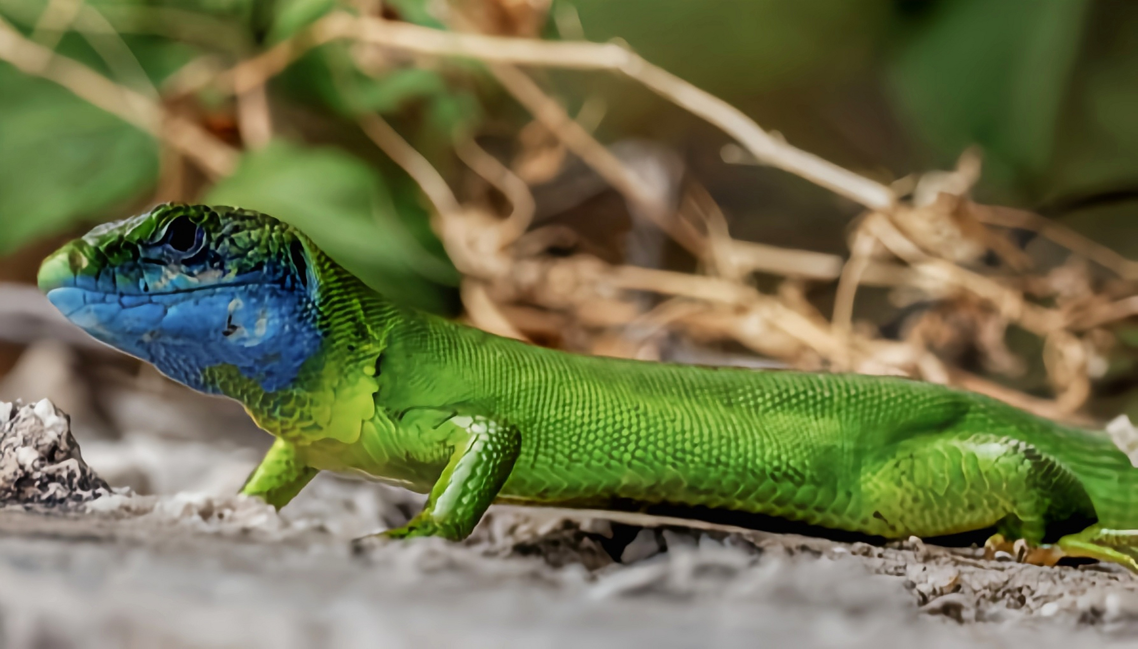 每天认识一种动物——欧洲绿蜥 欧洲绿蜥别名翠绿蜥,原产于欧洲大部分