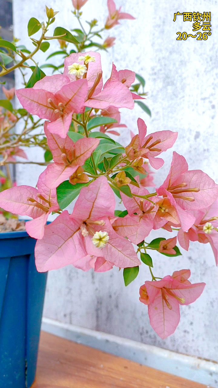 卡亚塔三角梅可以做到前后两波花期无缝衔接