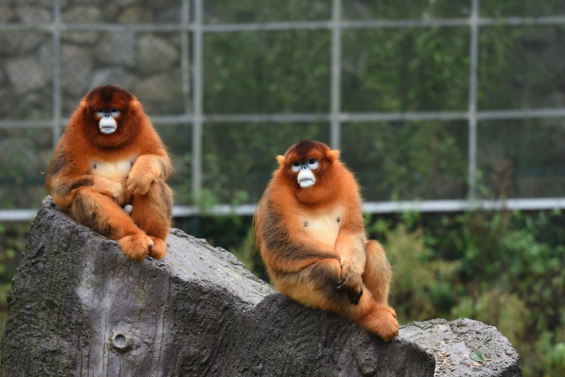 秦岭四宝园位于陕西省汉中市洋县华阳镇,"四大国宝"——朱鹮,大熊猫