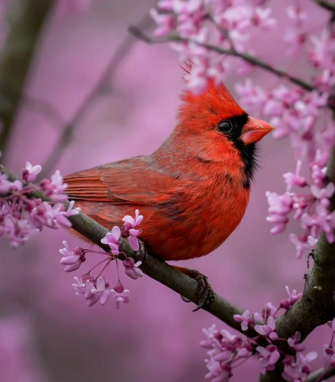 "  数声啼鸟上花枝 …  " 67枝枝花俏染山红.