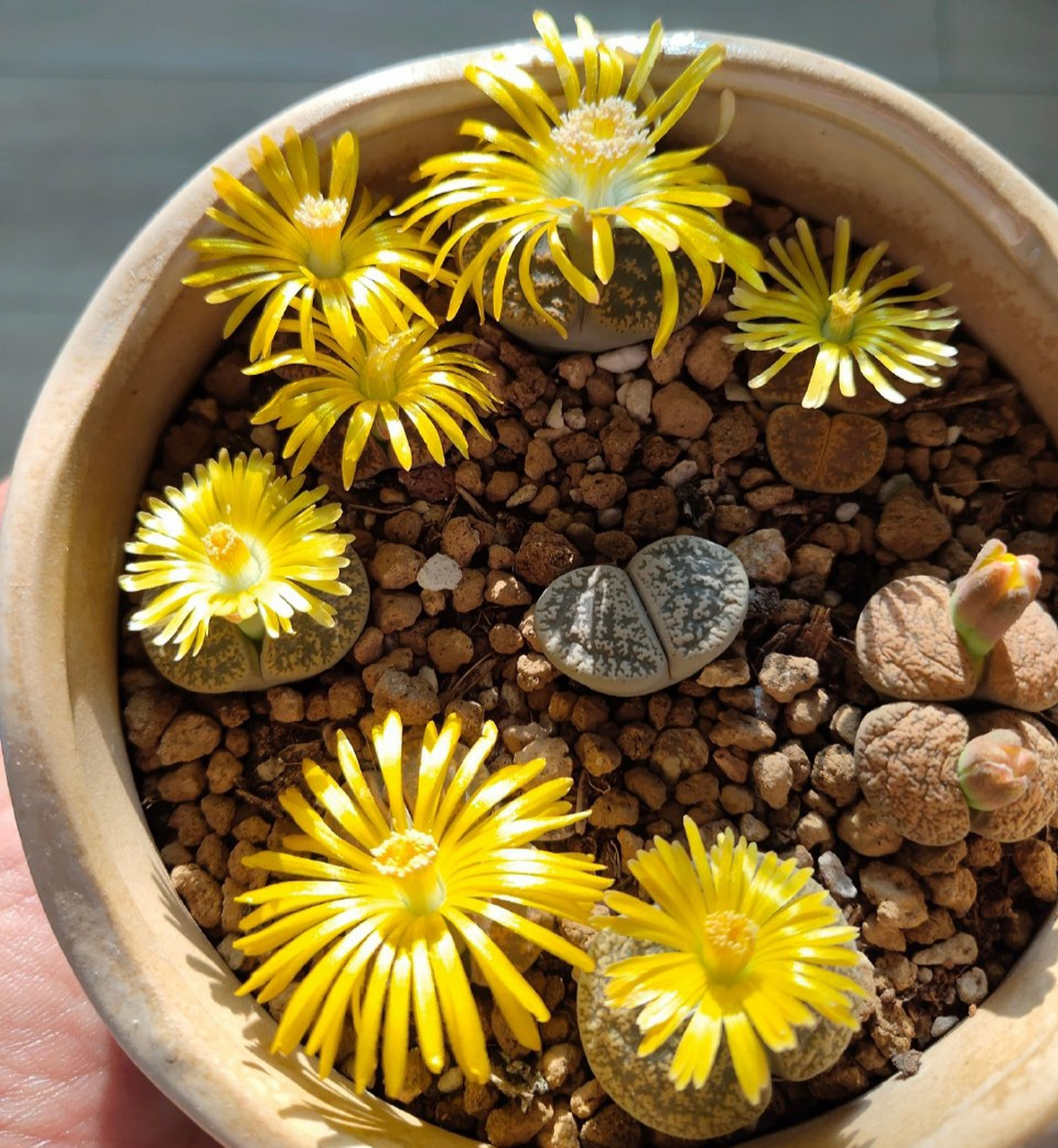 一早心情也跟着更加灿烂起来多肉生石花 紫熏开花了!