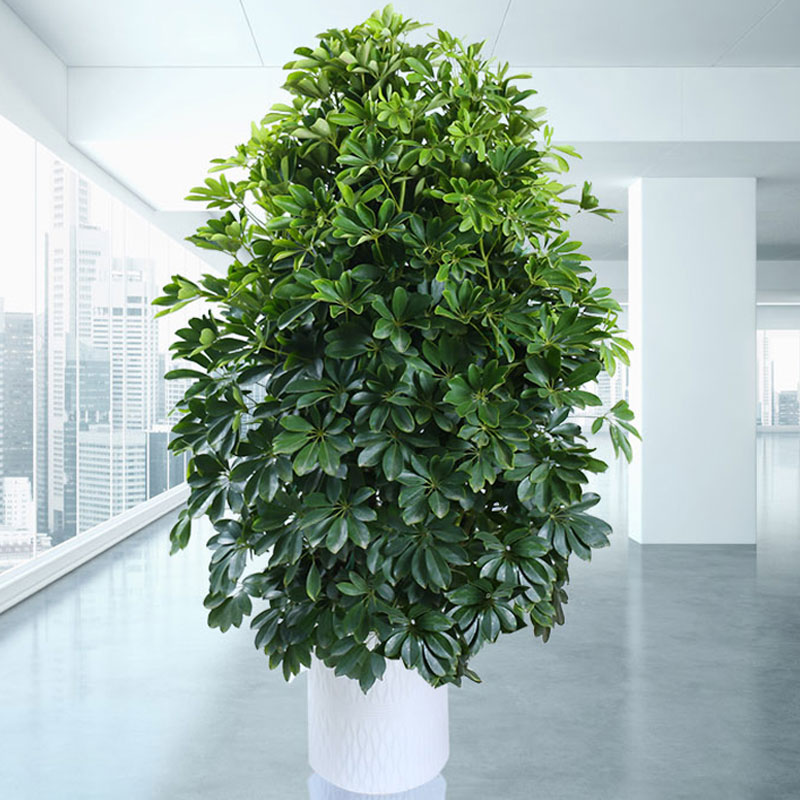 增运起势:阳台种什么植物才对风水好