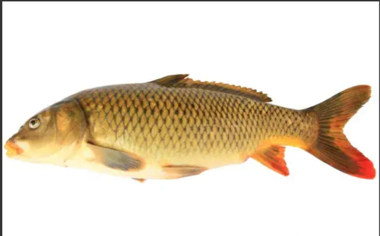 黄河调沙致鱼患频发,村民捡到巨鱼超板车长,黄河鲤鱼却难觅踪影