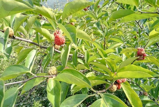 柘木又名桑柘木:十大珍贵名木之一,若家乡有保护好