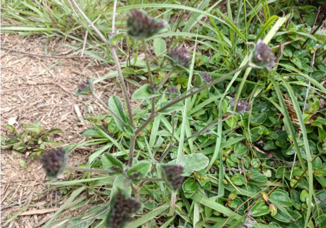 因味道独特而被称为地胆草