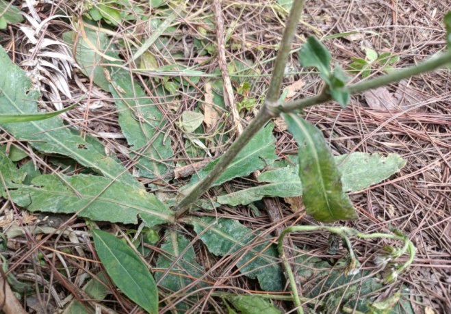 因味道独特而被称为地胆草