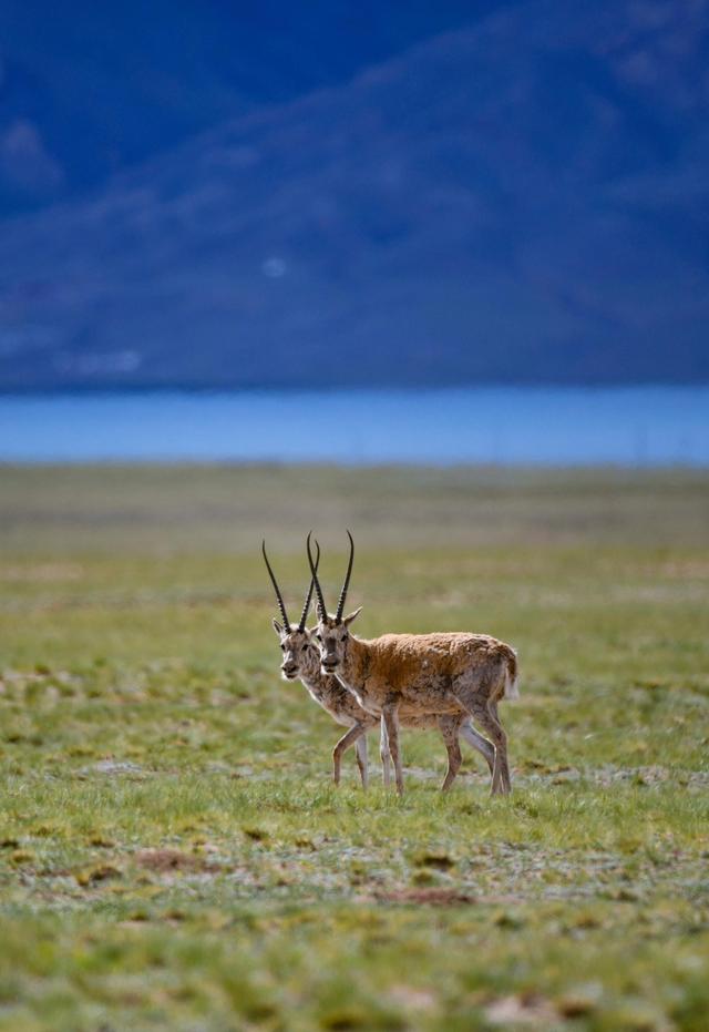 青海省保护和恢复生态的措施有哪些?