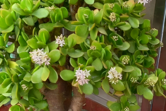 玉树是受欢迎的室内绿植,养护关键在于适宜的光照与温度,遵循"宁干勿