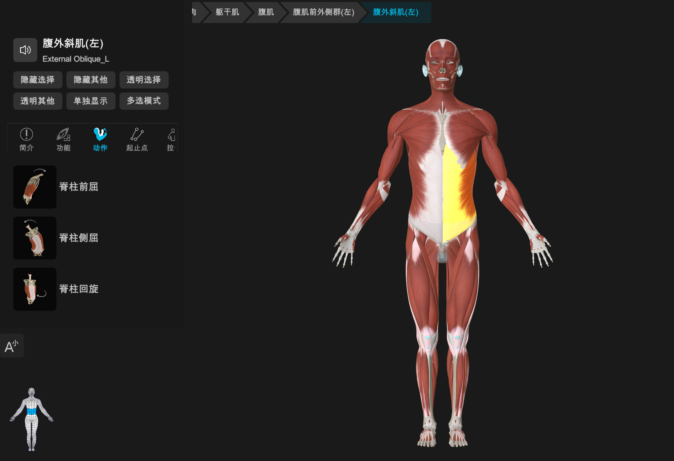 维萨里3d解剖:腹外斜肌的解剖