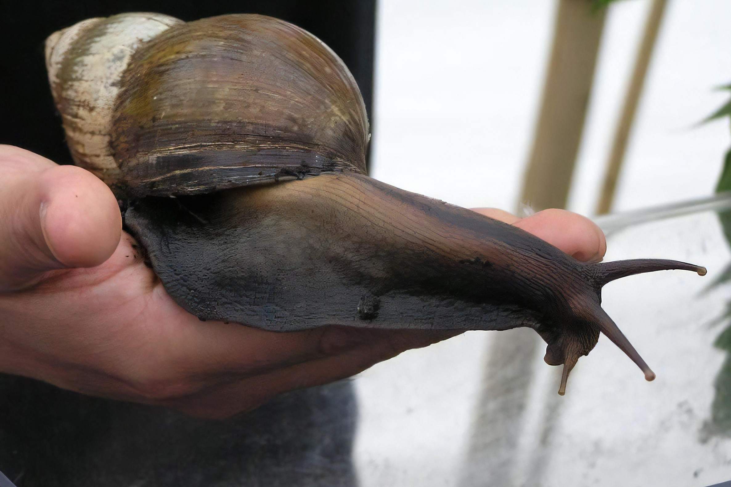广东出现非洲大蜗牛,体型硕大,携带病毒细菌,易传播致命疾病.