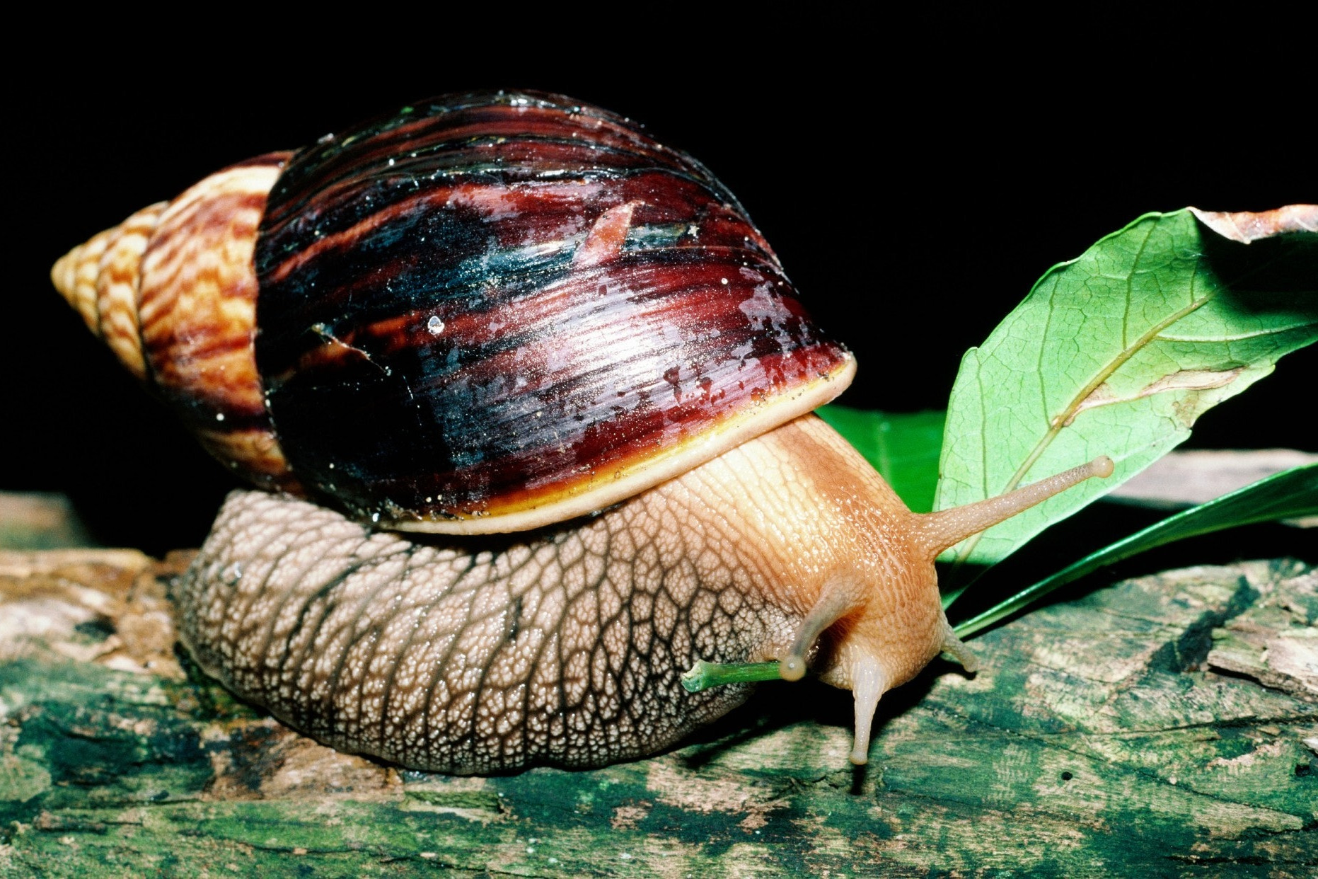 广东出现非洲大蜗牛,体型硕大,携带病毒细菌,易传播致命疾病.