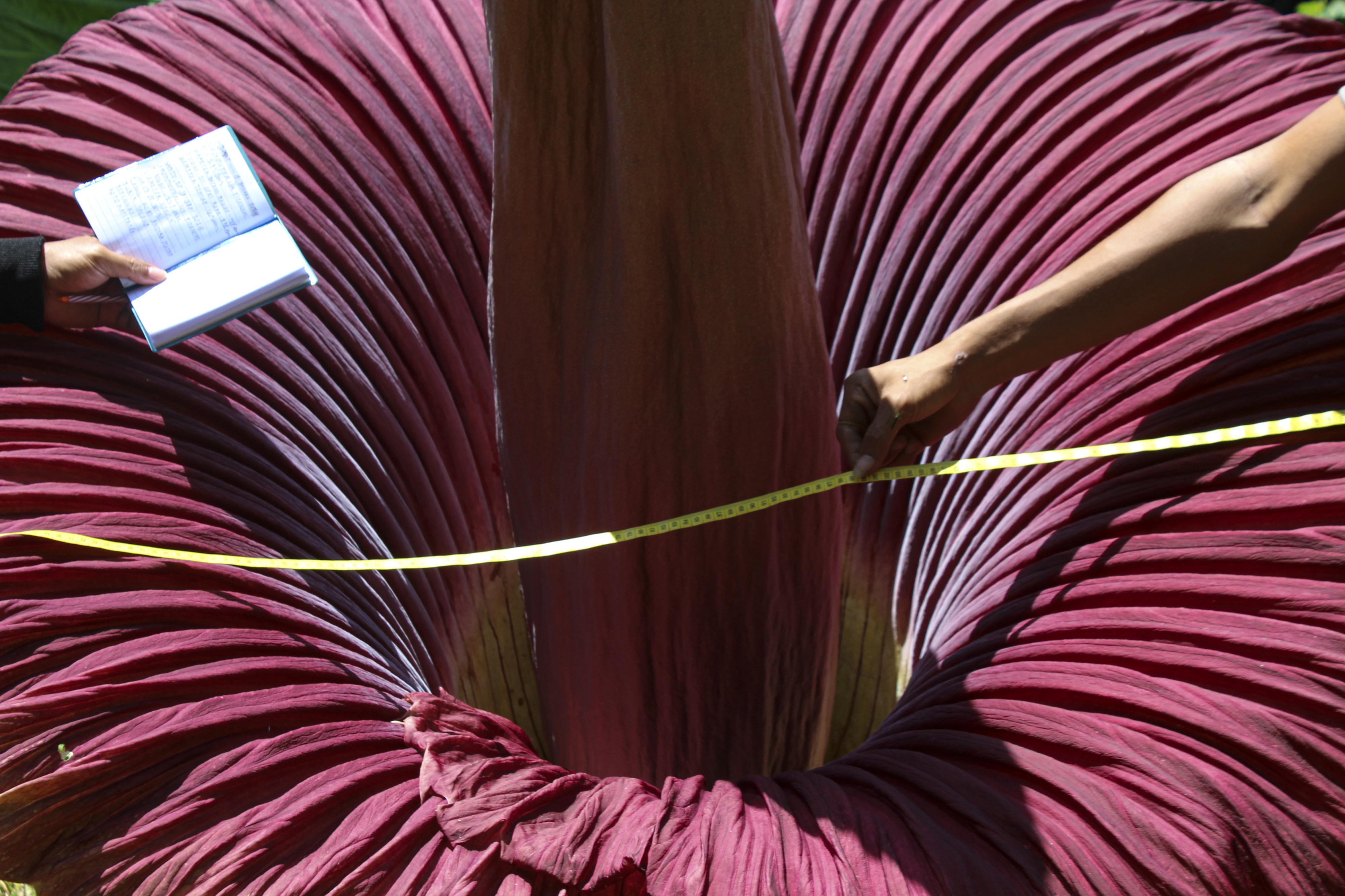 非常难见!十年只开花3天的尸体花,首次在私人住宅里开放了