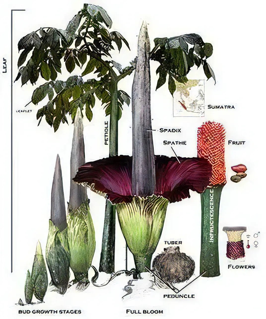 非常难见!十年只开花3天的尸体花,首次在私人住宅里开放了