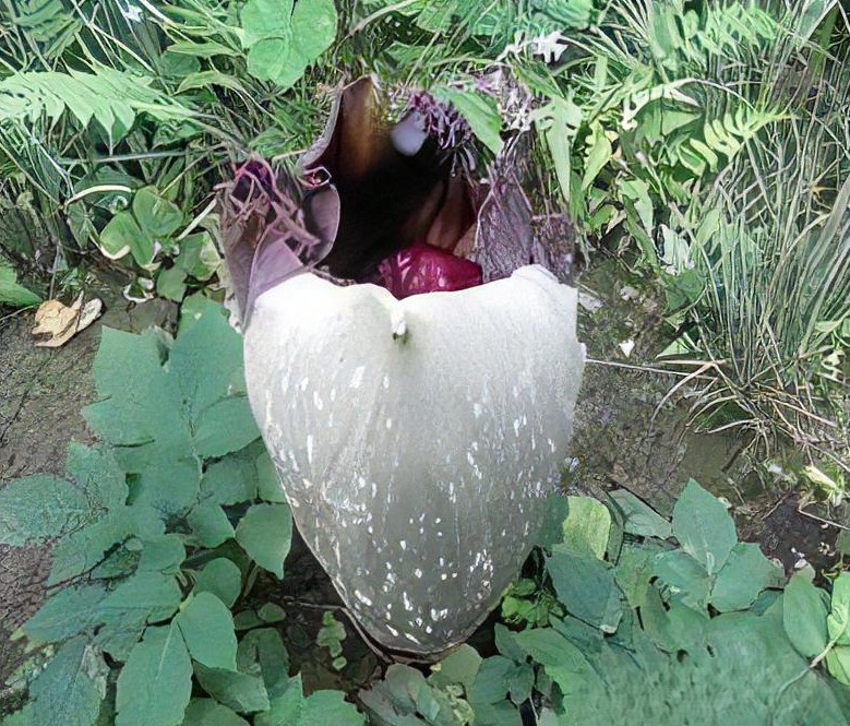 非常难见!十年只开花3天的尸体花,首次在私人住宅里开放了