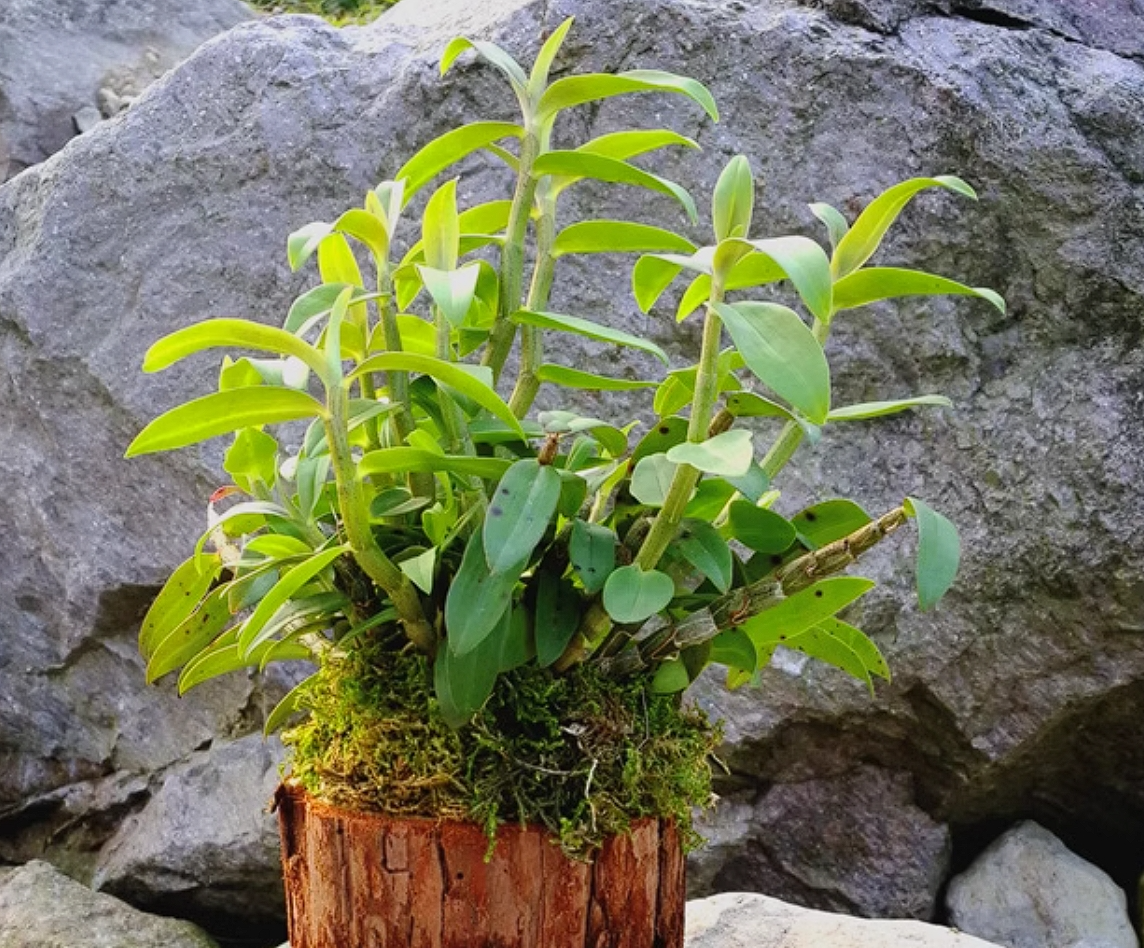 石斛入室 揭秘家庭石斛盆栽的种植秘诀