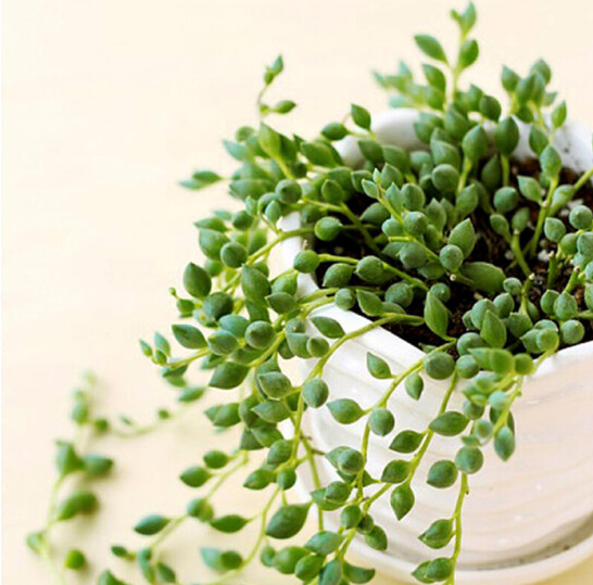 情人泪多肉怎么扦插