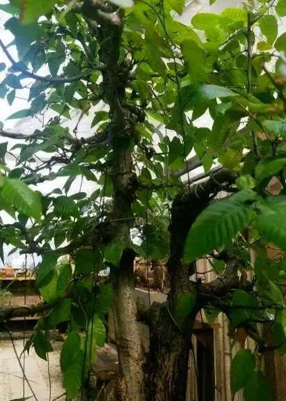 十大名贵树木排名能在浙江省种植吗(浙江省适合种哪些名贵树) 第2张