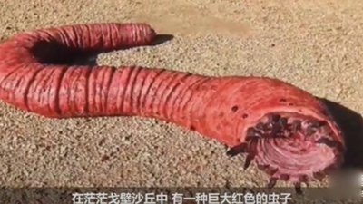 蒙古死亡蠕虫未解之谜