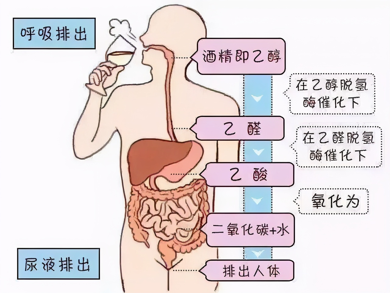 为啥喝完酒血糖降了,却说糖尿病别喝酒?看完5大危害,就清楚了