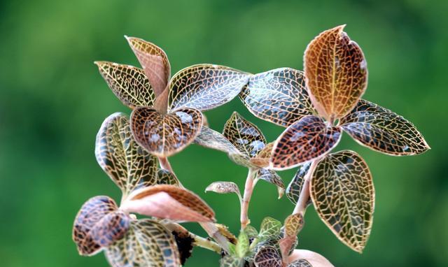 金线莲种植家庭阳台图片