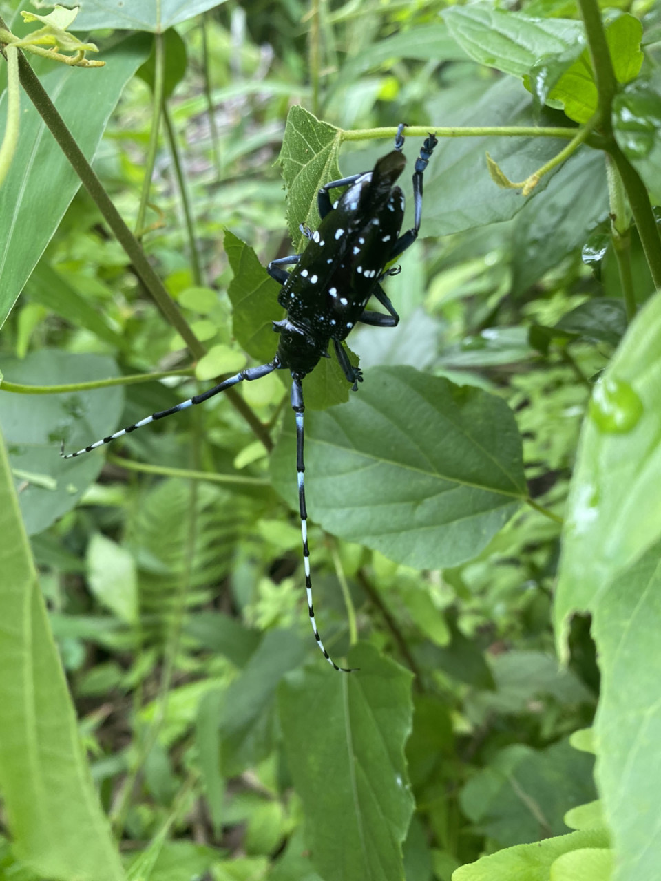 天牛,小时候有点害怕它,因为你拿棍子碰它,它就会发出叫声,像塑料膜
