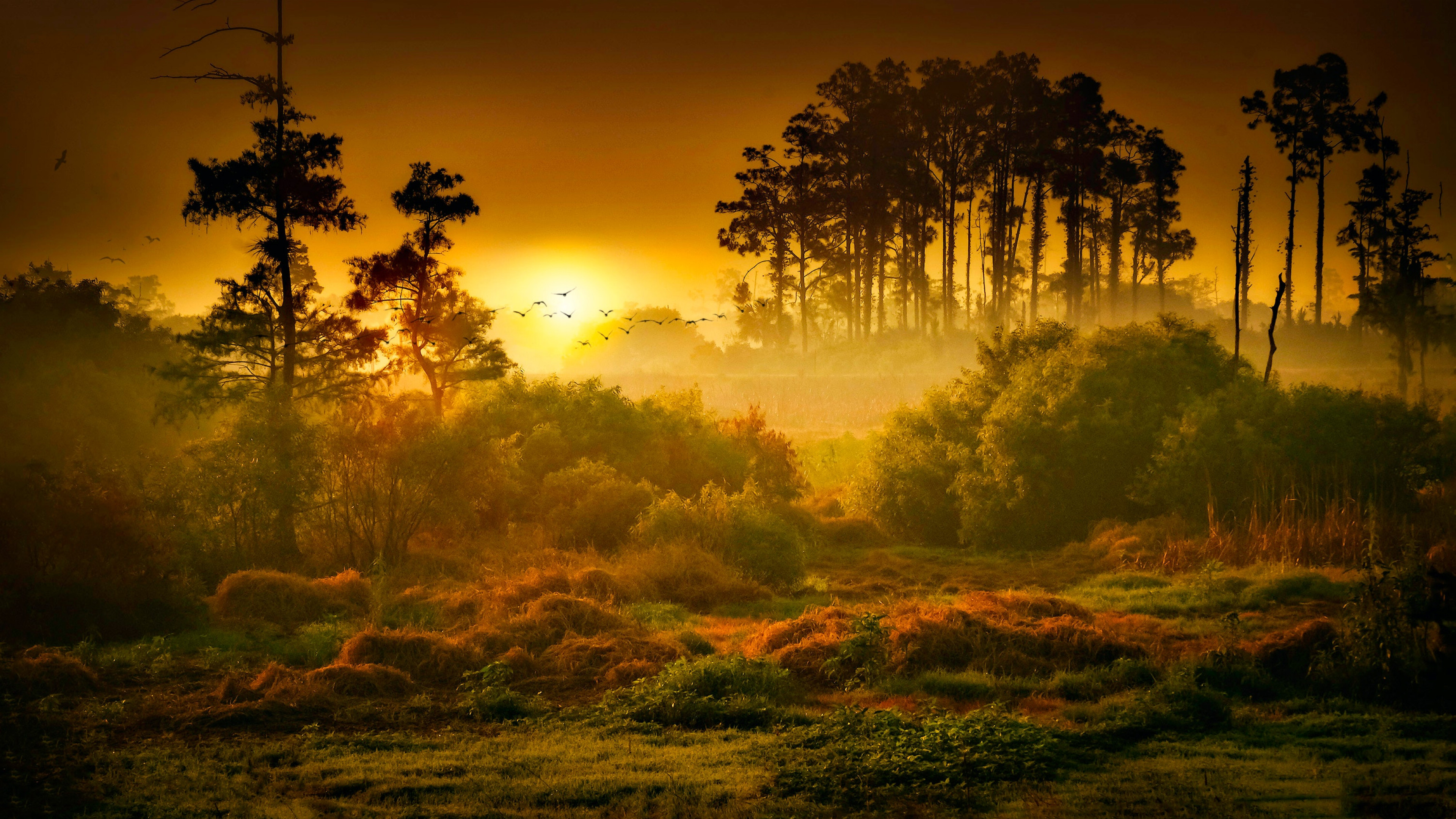 大森林的早晨背景图片