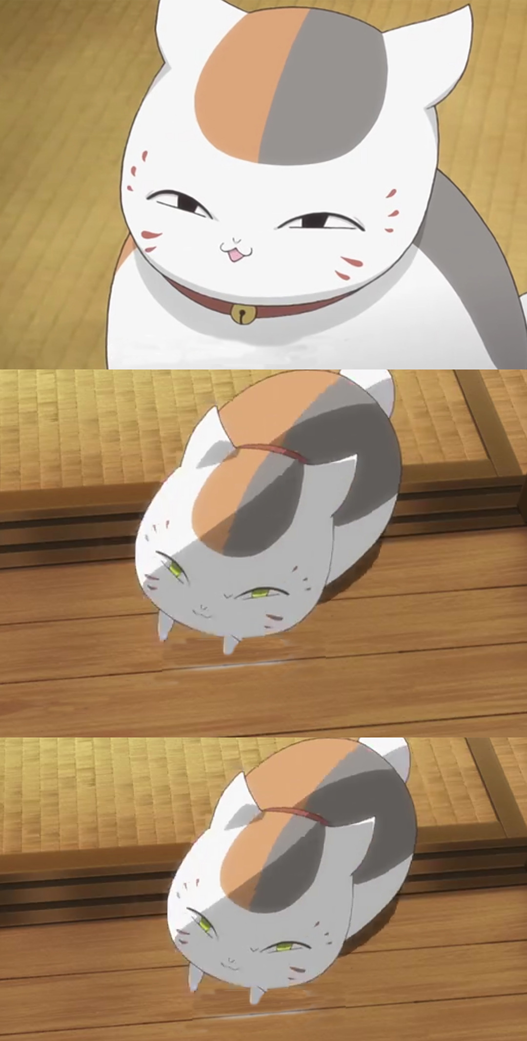 壁纸:憨态可掬的"猫咪老师",夏日专配,抱走