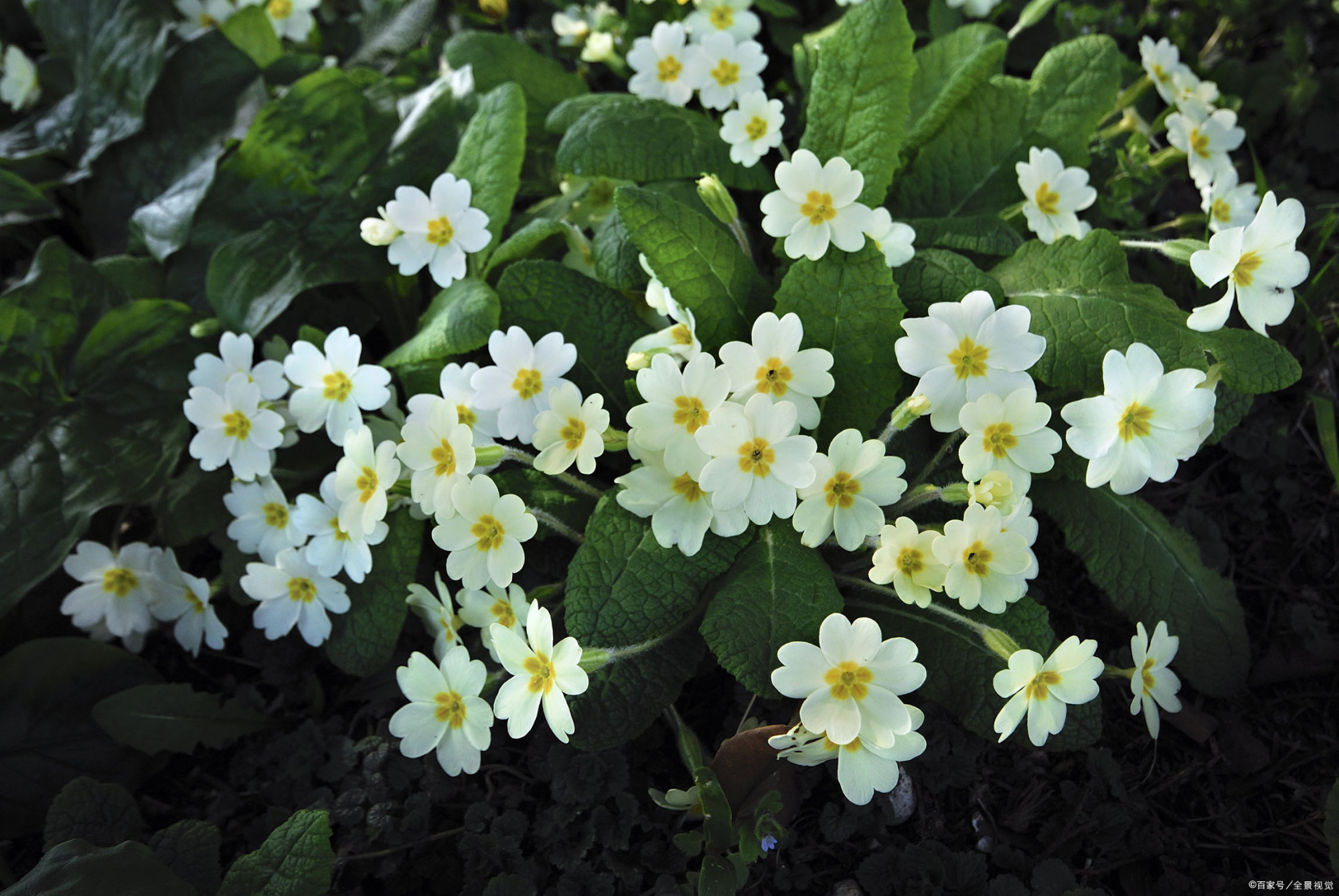 荼蘼不争春,寂寞开最晚.——宋代:苏轼(图:荼蘼花)