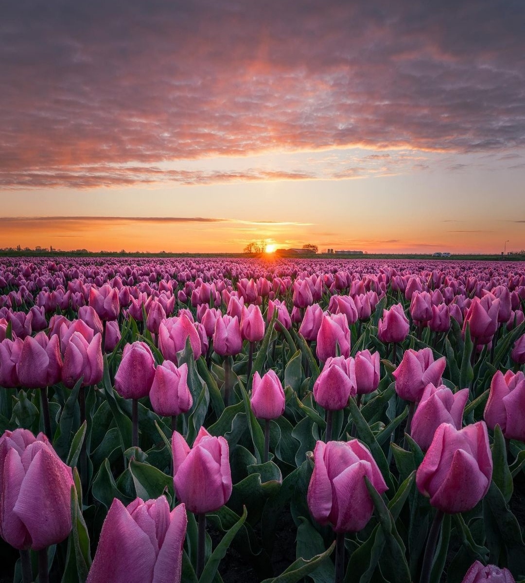 唯美荷兰郁金香花田大片