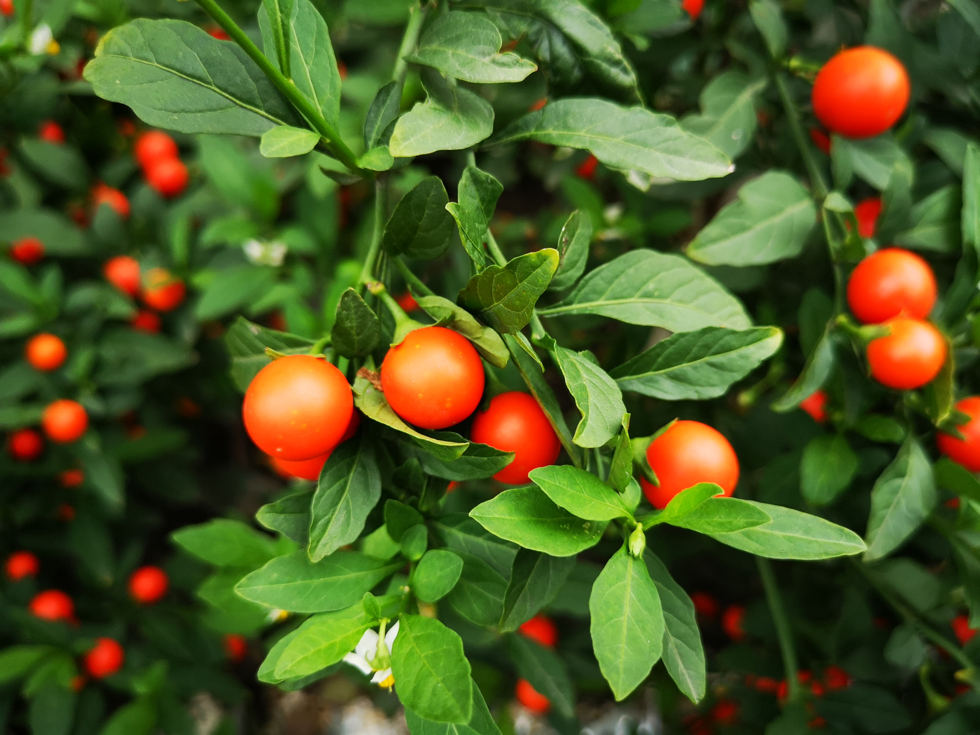 一树吉庆果,美丽鲜艳,吉祥喜庆