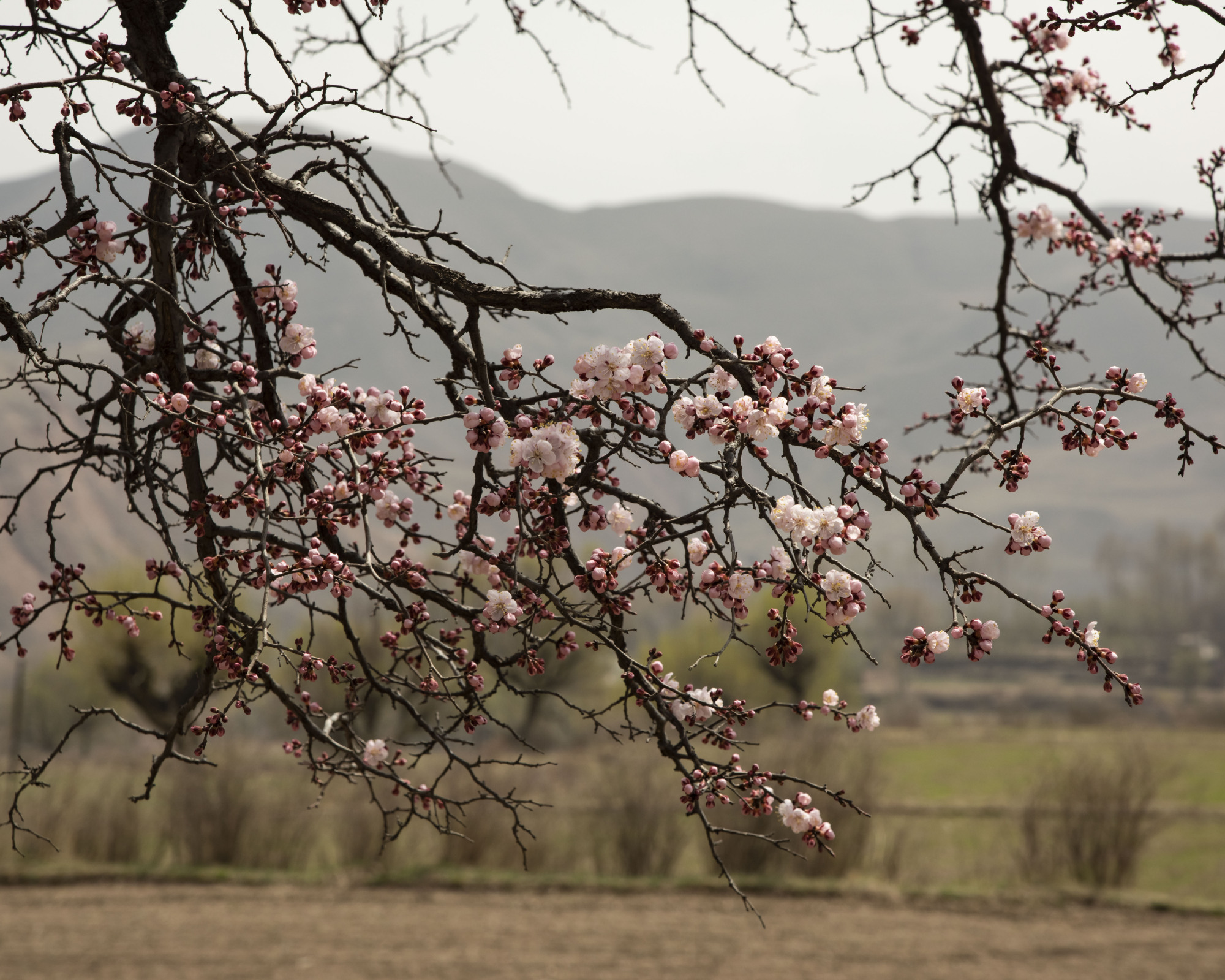 贵德江拉林场的野山杏
