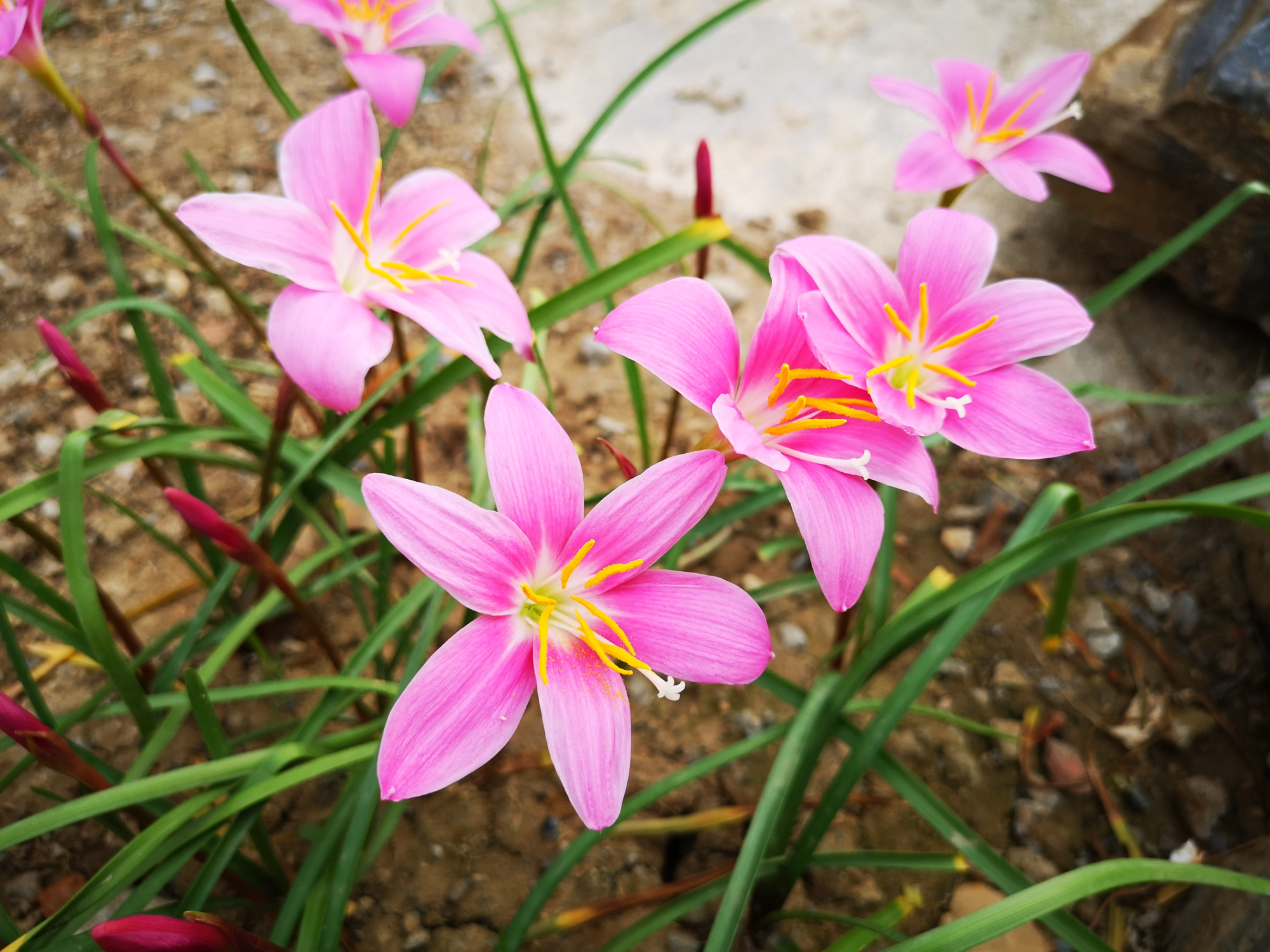 风雨后的韭兰花,美丽娇艳