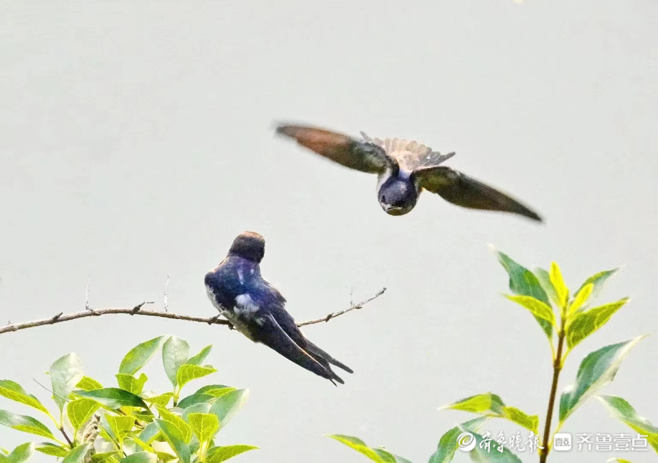 燕子飞舞,轻盈灵巧