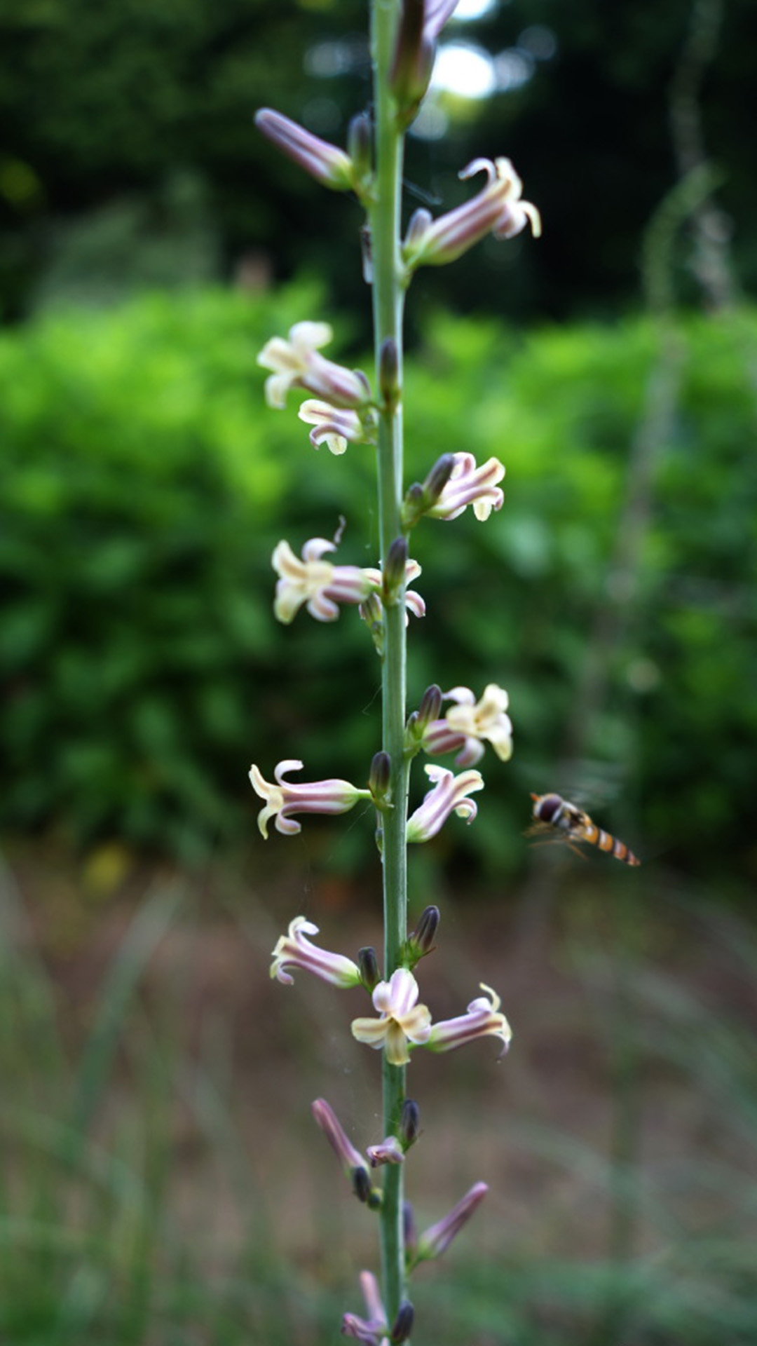 知母(百合科知母屬植物)