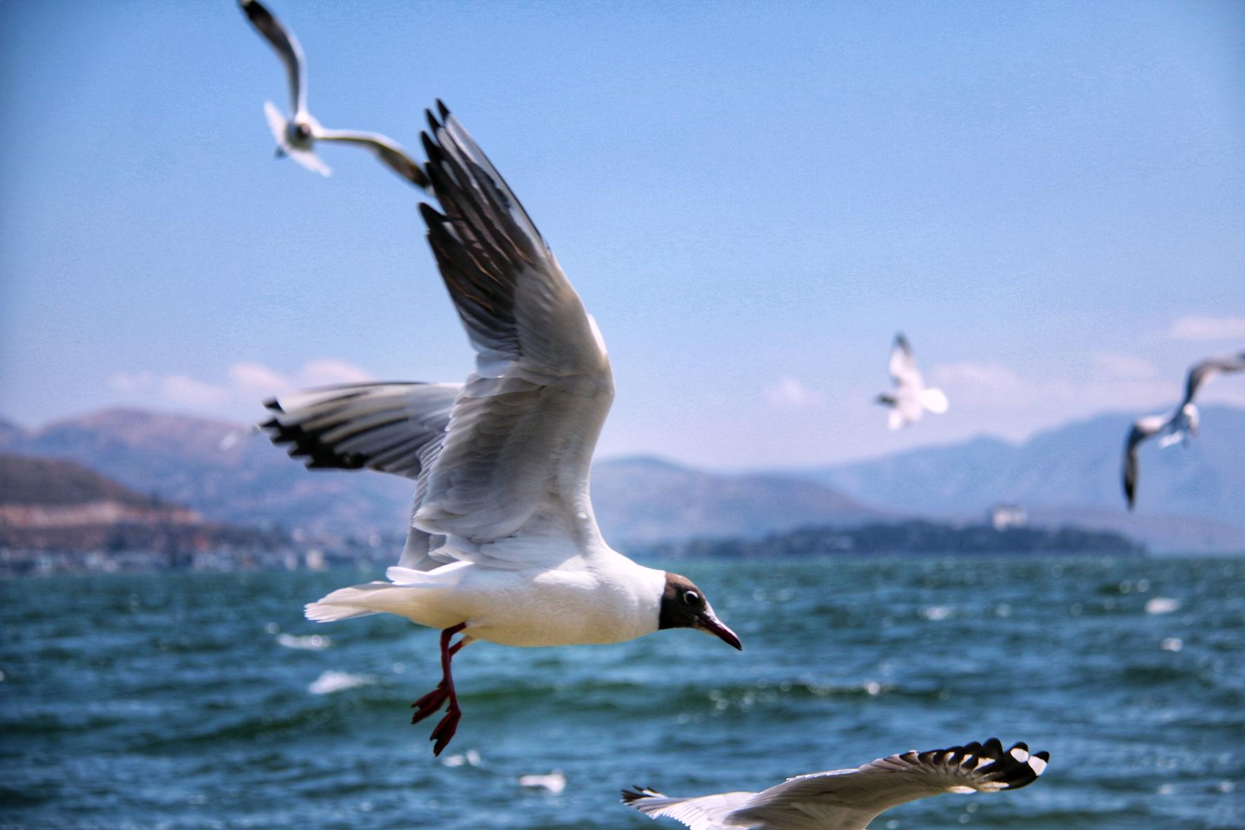 洱海的海鸥图片