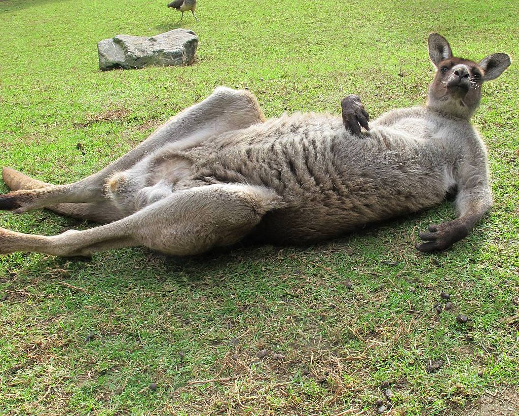休息片刻!动物圈内也流行佛系"躺平"