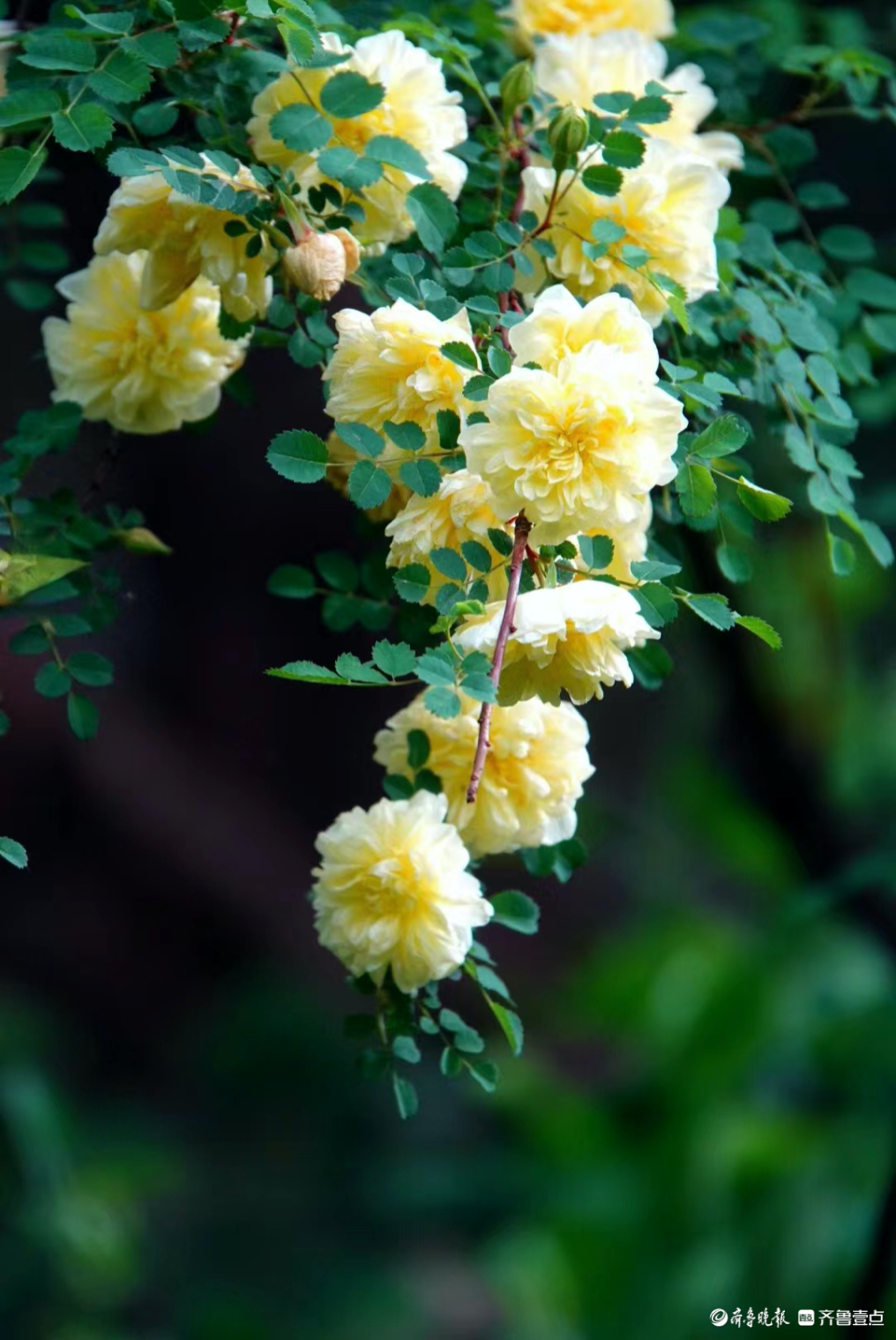 百花公园黄刺梅,金光灿灿飘清香