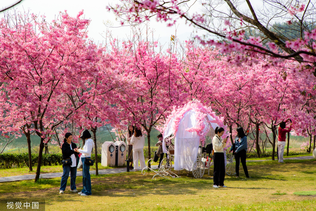 蒲江樱花岛图片